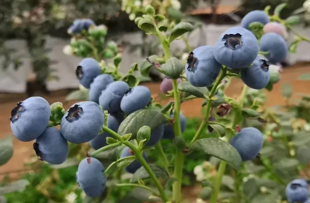 1618205429384632.png 3_結(jié)果.png