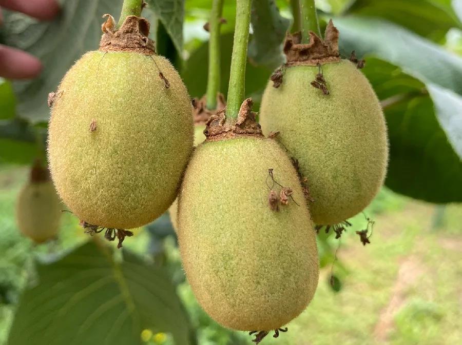 1623832782942983.jpg 1623832782942983.jpg