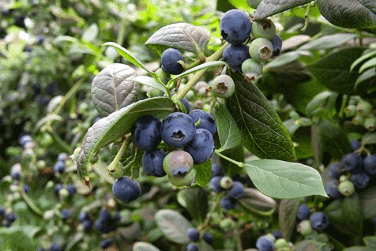 1624260214932908.png 640 (1)_結(jié)果.png