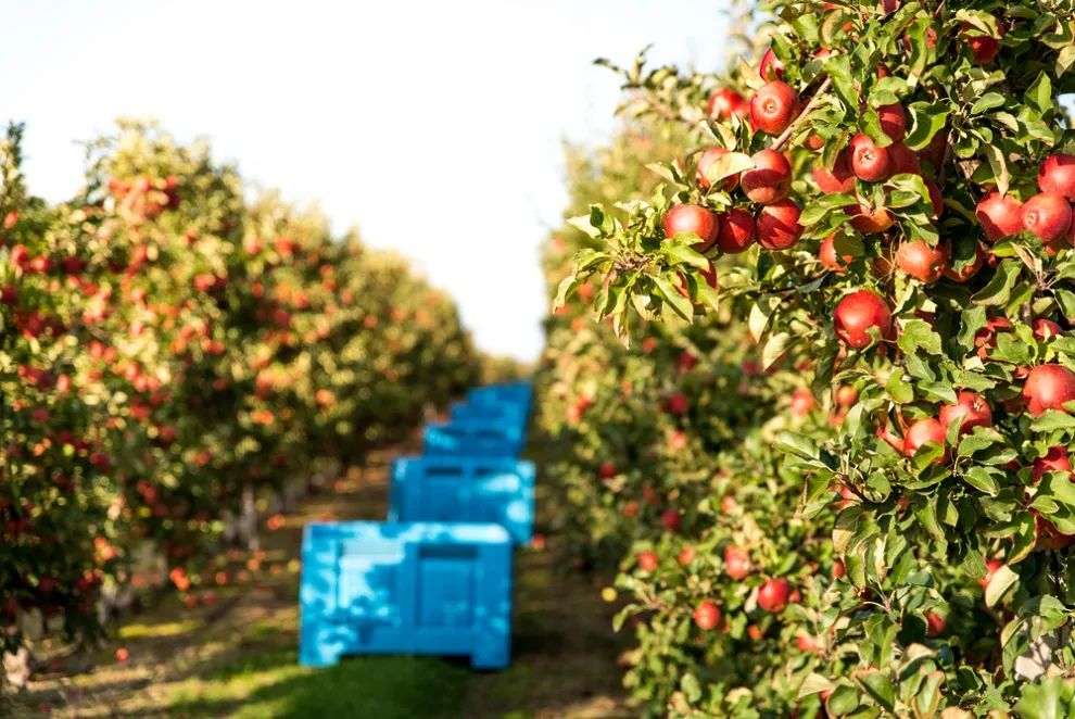 上海國際水果展