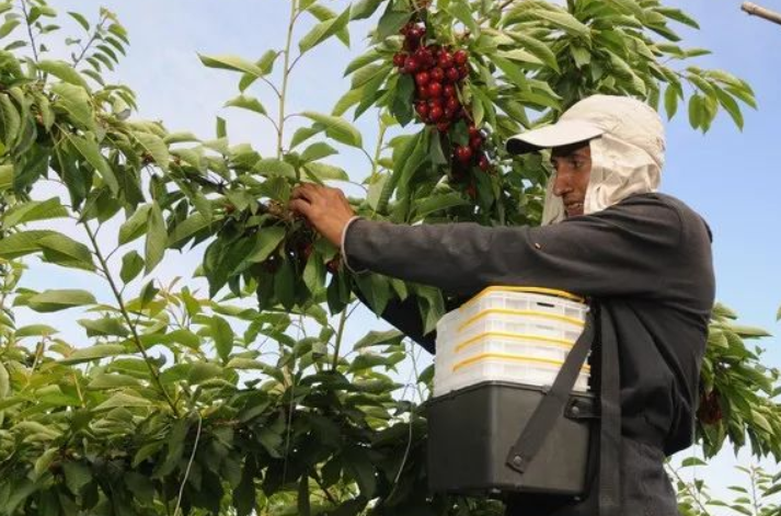 1635831988722077.png 全國的水果展會